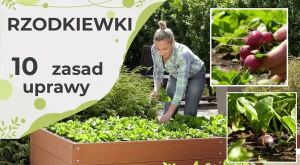 Rzodkiew kiedy siać – uniknij błędów i ciesz się obfitym plonem