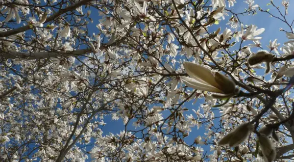 En magnoliaknopp i kruka sträcker sig mot den blå himlen, omgiven av blommor och grenar.