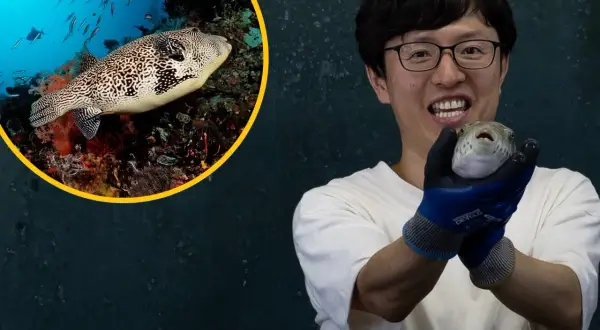 Mężczyzna w okularach trzyma rybę fugu. W okręgu widać tę samą rybę fugu pływającą wśród koralowców.