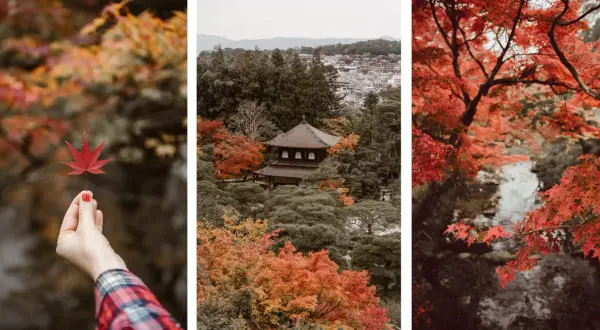 Jesień w Japonii: czerwone liście klonu, tradycyjna świątynia i malowniczy strumień. Odkryj najlepsze miejsca na jesienne liście w Japonii.