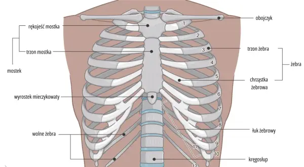 Anatomia klatki piersiowej z widocznymi żebrami, mostkiem i kręgosłupem. Ilustracja pokazuje budowę żeber, w tym chrząstkę żebrową i łuk żebrowy.
