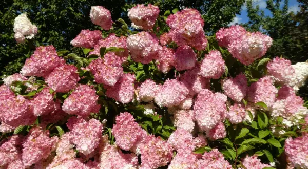 Kwitnąca hortensja Melba Fraise w odcieniach różu i bieli, z zielonymi liśćmi i błękitnym niebem w tle.