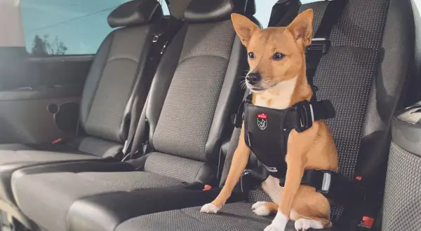 Un petit chien brun, portant un harnais de sécurité, est assis sur la banquette arrière d'une voiture. Il est prêt pour un voyage en voiture.