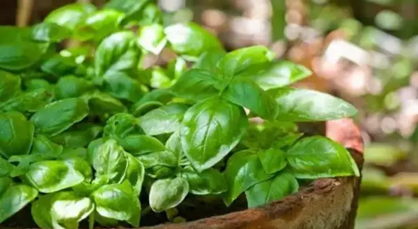 Cuándo plantar albahaca para obtener la mejor cosecha posible