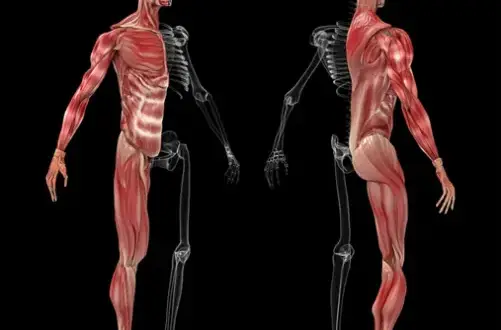¿Cuántos músculos hay en el cuerpo humano? Sorprendentes datos revelados