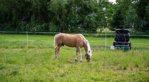 Jasnobrązowy koń z białą grzywą pasie się na łące. W tle widać drzewa i wózek z czarnym workiem, prawdopodobnie do podłączenia pastucha.