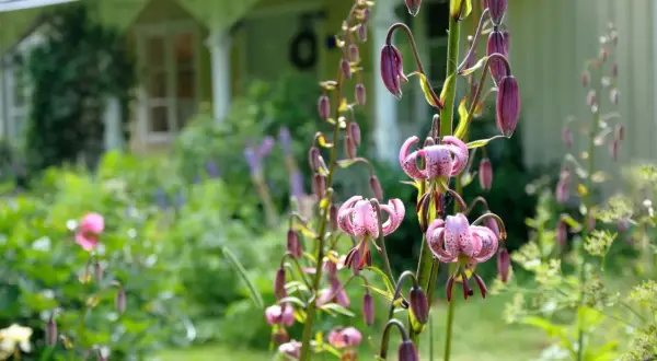 En lummig cottage garden med rosa liljor i förgrunden och ett gult hus i bakgrunden.