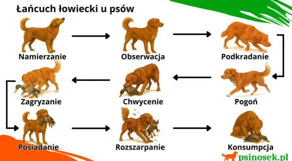 Łańcuch łowiecki u psów: namierzanie, obserwacja, podkradanie, pogoń, chwycenie, rozszarpanie, konsumpcja. Legawy pies myśliwski w akcji.