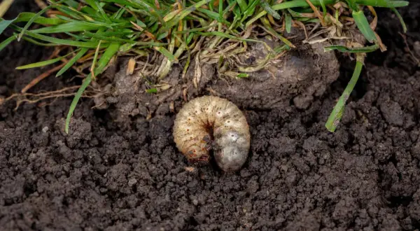 Pędrak w ziemi pod zieloną trawą.