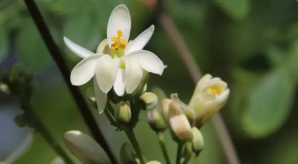 Fiori bianchi delicati sbocciano sul moringa albero, promettendo nutrimento e benessere.