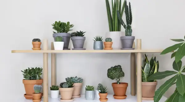 En hylla med en samling suckulenter och kaktusar, en perfekt succulent sorter.