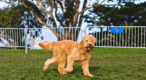 Puszysty, rudy piesek rasy poodle doodle biega po zielonej trawie.