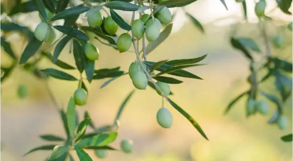 Des olives vertes mûrissent sur une branche, prêtes à être récoltées. Un jour, elles seront pressées pour faire de l'huile, ou peut-être serviront-elles à planter un olivier.