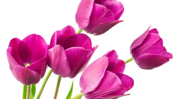 Piękne, fioletowe tulipany. Idealny czas, kiedy sadzić tulipany, to jesień, by wiosną cieszyć się ich kwitnieniem.