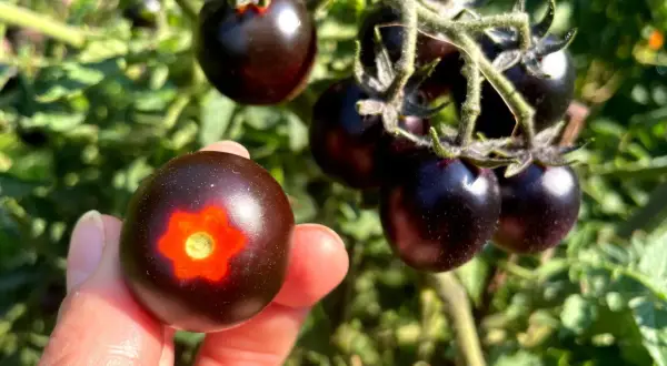 Dłoń trzyma ciemny pomidor black cherry z pomarańczowym wzorem. W tle kiść podobnych pomidorków na gałązce.