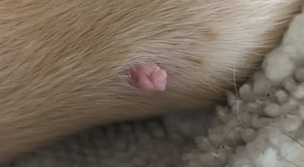 Primer plano de verrugas en perros, una pequeña protuberancia rosada y carnosa en la piel de un perro.