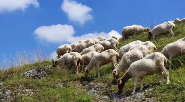 Un gregge di pecore pascola su un pendio erboso sotto un cielo azzurro con nuvole bianche. La vita media di una pecora è di circa 10-12 anni.