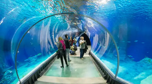 Afrykarium czy Oceanarium? Rozwiewamy wątpliwości raz na zawsze