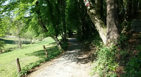 Schattenreicher Weg auf der korkenziehertrasse Solingen, mit Kühen auf der Weide links.