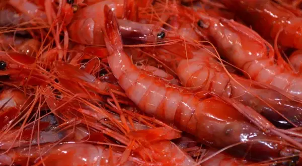 Un primer plano de gambas rojas frescas, listas para ser preparadas en un restaurante de Garrucha.