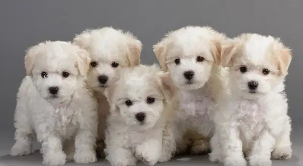 Pięć uroczych szczeniąt rasy bichon frise siedzi razem. Zastanawiasz się nad bichon frise cena?