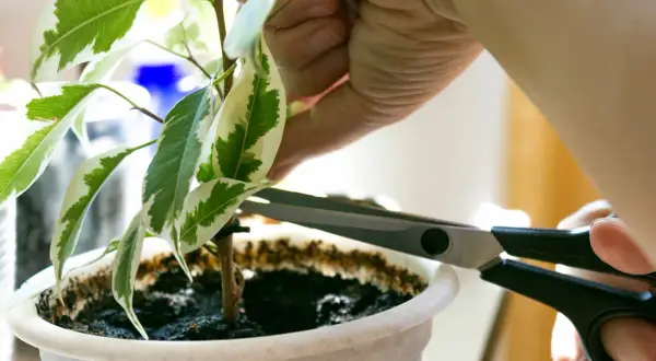 Mano che pota una pianta con forbici. Per prendersi cura delle piante, è importante sapere come disinfettare le forbici da potatura prima dell'uso.