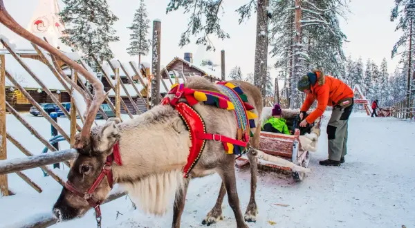 Renifer w uprzęży czeka na przejażdżkę w Rovaniemi, stolicy Laponii. Dziecko w saneczkach i mężczyzna w pomarańczowej kurtce.