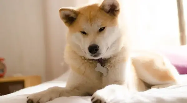 Akita Inu: Co je? Jak karmić dla zdrowia i długiego życia?