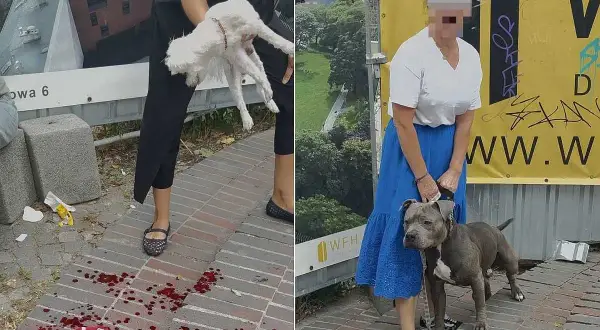 Dwie sceny: po lewej biały pies w rękach, plamy krwi na chodniku. Po prawej kobieta z pitbullem. Czy to polowanie na psy kolejność?