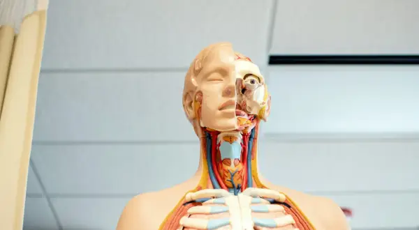 Model anatomiczny głowy i klatki piersiowej z widocznymi organami i naczyniami.