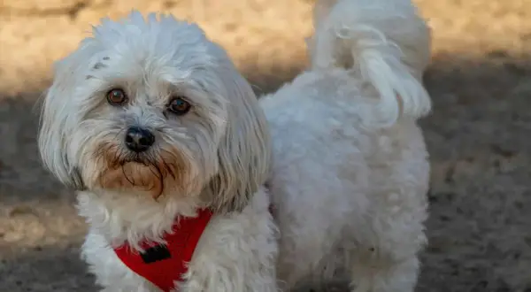 Un adorable Bichón Maltés con un corte de pelo veraniego, luciendo un arnés rojo.