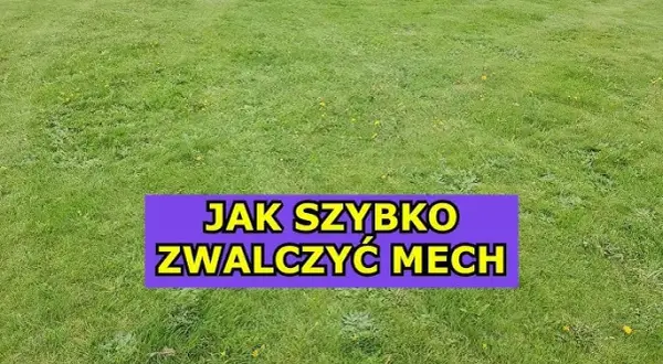 Wapnowanie trawnika: Jak pozbyć się mchu i wzmocnić darń?