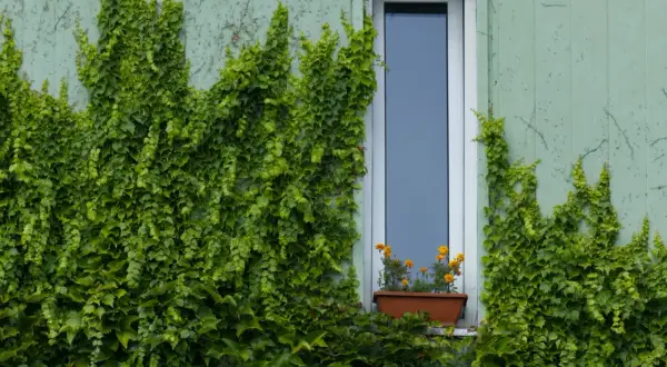 L'edera ricopre un muro di cemento, nascondendolo con il suo verde rigoglioso. Un piccolo vaso di fiori arancioni adorna il davanzale.