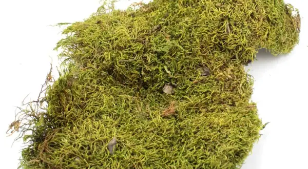 Jak przygotować mech do terrarium, aby uniknąć problemów z pleśnią