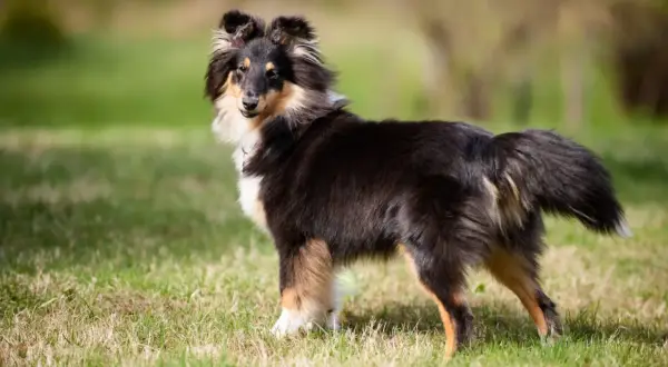 Uroczy sheltie pies, z puszystą sierścią i bystrym spojrzeniem, stoi na zielonej trawie.