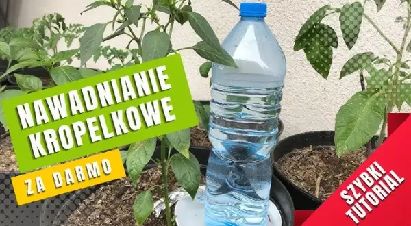 Nawadnianie z butelki: Proste DIY na urlop i nie tylko