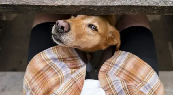 A dog's head peeks under a wooden bench, sniffing. This is why do dogs smell your crotch: they're gathering information!