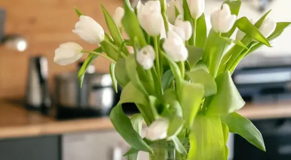 Białe tulipany w wazonie. Dowiedz się, co zrobić, żeby tulipany dłużej stały i cieszyły oko świeżością.
