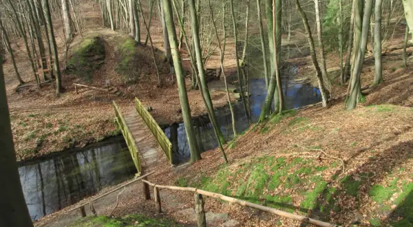 Ein Weg führt über eine Holzbrücke durch den Blankenberg Wald. Moosbedeckte Hänge und Laub säumen den Pfad.