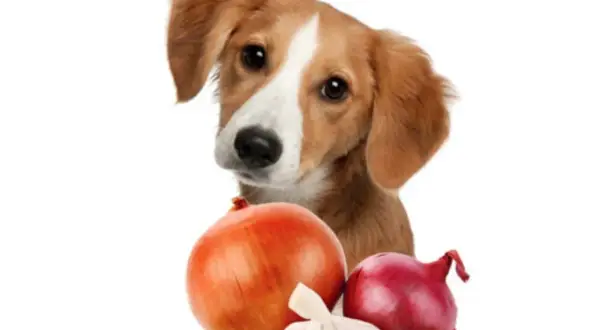 Un tierno cachorro mira curioso unas cebollas y ajos. ¿Sabías que los perros pueden comer cebolla?