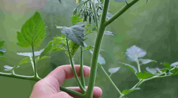 En hand håller en tomatplanta med en gul blomma. Snart blir det dags att tjuva tomater.