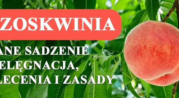 Kiedy sadzimy brzoskwinie, aby uniknąć mrozu i zapewnić wzrost