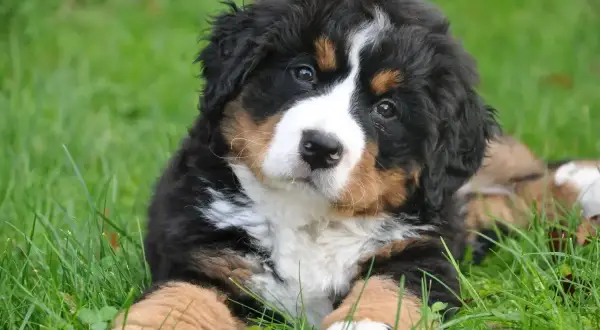 Adorable cachorro de Bernés de la Montaña, con su pelaje tricolor, parece estar en un dulce letargo en la hierba verde.