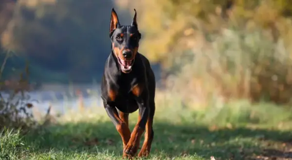 Czarny doberman biegnie przez trawiasty teren. Jego waga jest idealnie proporcjonalna do sylwetki, co widać po jego dynamicznym ruchu.