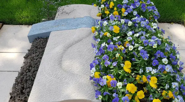 Nagrobek z kamienia z niebieską wstęgą, otoczony bujnymi, kolorowymi bratkami.