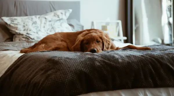 Ein goldener Retriever liegt entspannt auf einem Bett. Für die Hygiene ist es wichtig, dass der Hund nicht auf dem Bett liegt.