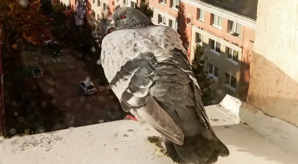 Gołąb na parapecie balkonu. Zastanawiasz się, jak odstraszyć gołębie z balkonu? Ten ptak może być problemem.