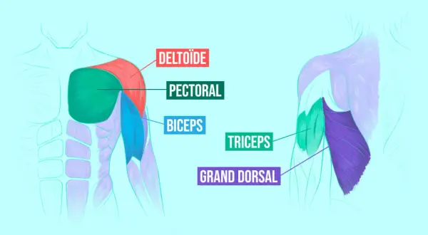 Anatomie des muscles du torse et du bras. Les pompes sollicitent le pectoral, le deltoïde, le triceps et le grand dorsal.