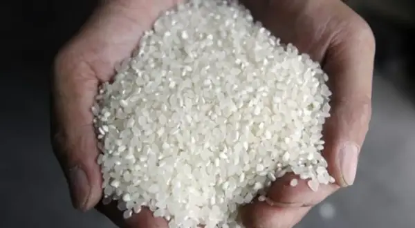 Manos sostienen un puñado de arroz blanco, listo para aprender como hacer arroz blanco suelto y perfecto.