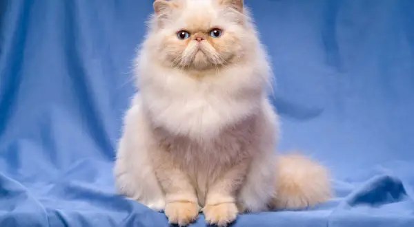 Puszysty, kremowy kot z niebieskimi oczami siedzi na niebieskim tle.